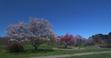 Arnold Arboretum Boston MA - April 24 2014